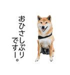 日常的な会話をする柴犬（個別スタンプ：2）
