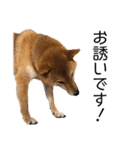 日常的な会話をする柴犬（個別スタンプ：3）