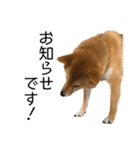 日常的な会話をする柴犬（個別スタンプ：4）