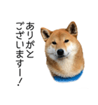 日常的な会話をする柴犬（個別スタンプ：5）