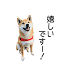 日常的な会話をする柴犬（個別スタンプ：6）