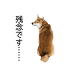 日常的な会話をする柴犬（個別スタンプ：7）