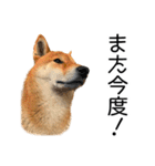 日常的な会話をする柴犬（個別スタンプ：8）