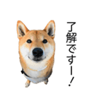 日常的な会話をする柴犬（個別スタンプ：9）
