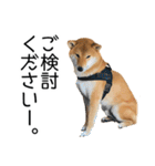 日常的な会話をする柴犬（個別スタンプ：10）
