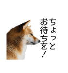 日常的な会話をする柴犬（個別スタンプ：11）