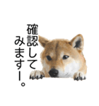 日常的な会話をする柴犬（個別スタンプ：12）