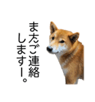 日常的な会話をする柴犬（個別スタンプ：13）