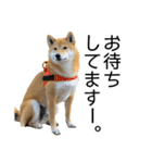 日常的な会話をする柴犬（個別スタンプ：14）