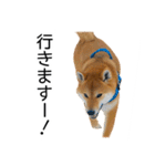 日常的な会話をする柴犬（個別スタンプ：15）