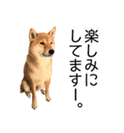 日常的な会話をする柴犬（個別スタンプ：16）