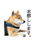 日常的な会話をする柴犬（個別スタンプ：17）