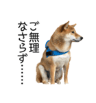 日常的な会話をする柴犬（個別スタンプ：18）