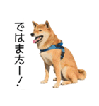 日常的な会話をする柴犬（個別スタンプ：20）