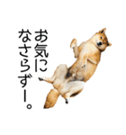 日常的な会話をする柴犬（個別スタンプ：21）