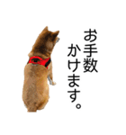 日常的な会話をする柴犬（個別スタンプ：22）