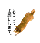 日常的な会話をする柴犬（個別スタンプ：23）