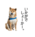 日常的な会話をする柴犬（個別スタンプ：24）