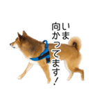 日常的な会話をする柴犬（個別スタンプ：25）
