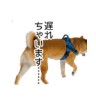 日常的な会話をする柴犬（個別スタンプ：26）
