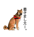 日常的な会話をする柴犬（個別スタンプ：27）