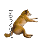 日常的な会話をする柴犬（個別スタンプ：28）