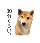 日常的な会話をする柴犬（個別スタンプ：29）