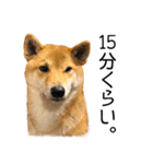 日常的な会話をする柴犬（個別スタンプ：30）