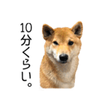 日常的な会話をする柴犬（個別スタンプ：31）