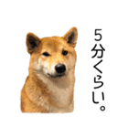 日常的な会話をする柴犬（個別スタンプ：32）