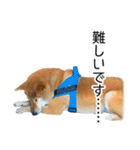 日常的な会話をする柴犬（個別スタンプ：33）