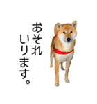 日常的な会話をする柴犬（個別スタンプ：34）