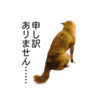 日常的な会話をする柴犬（個別スタンプ：36）