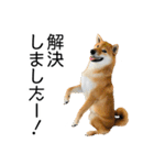 日常的な会話をする柴犬（個別スタンプ：37）
