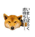 日常的な会話をする柴犬（個別スタンプ：38）