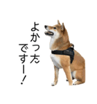 日常的な会話をする柴犬（個別スタンプ：39）