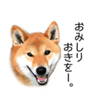 日常的な会話をする柴犬（個別スタンプ：40）