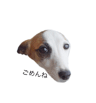ジャックラッセルテリアのあいさつ（1）（個別スタンプ：4）
