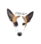 ジャックラッセルテリアのあいさつ（1）（個別スタンプ：5）