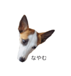 ジャックラッセルテリアのあいさつ（1）（個別スタンプ：7）