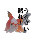 金魚で煽る（個別スタンプ：1）