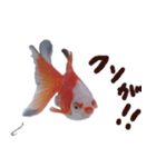 金魚で煽る（個別スタンプ：2）