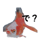 金魚で煽る（個別スタンプ：3）