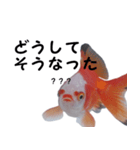 金魚で煽る（個別スタンプ：4）