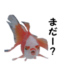 金魚で煽る（個別スタンプ：5）