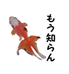 金魚で煽る（個別スタンプ：6）