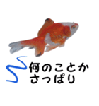 金魚で煽る（個別スタンプ：7）