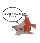 金魚で煽る（個別スタンプ：8）