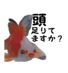 金魚で煽る（個別スタンプ：9）