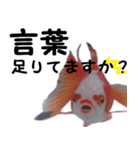 金魚で煽る（個別スタンプ：10）